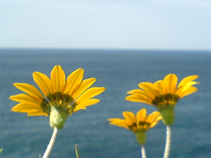 bondi2