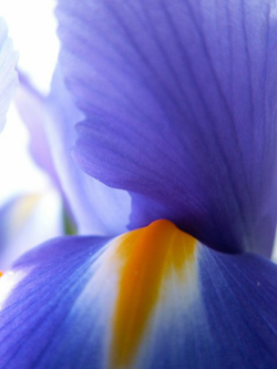 lily