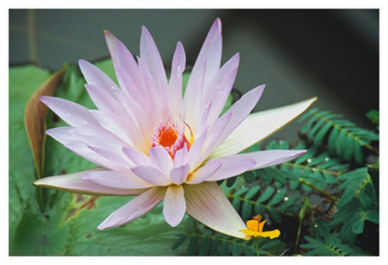 waterlily