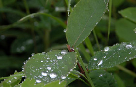 Droplets.jpg