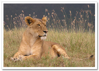 Lioness